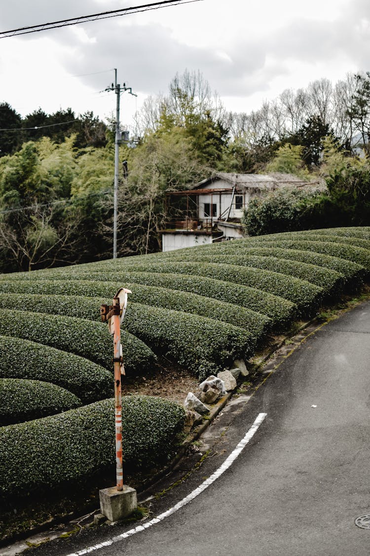 Tea Plantation Crop Next To An Asphalt Road 