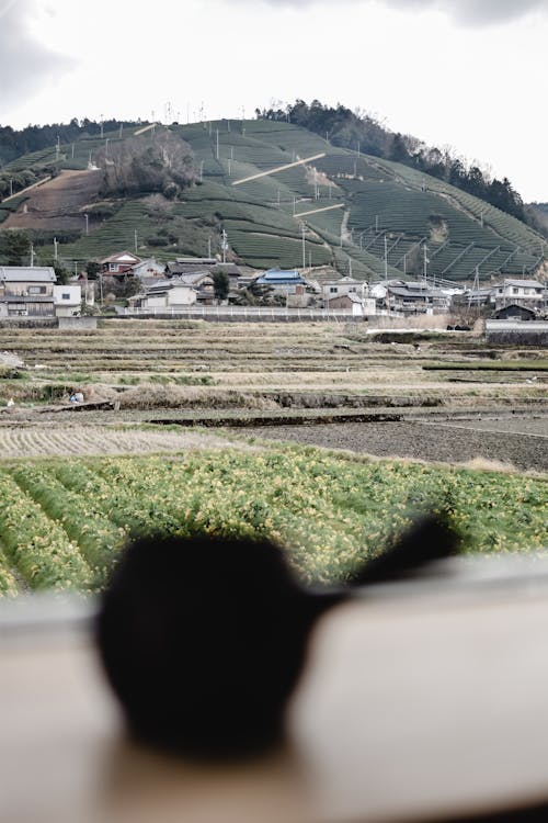 Farm Landscape with Fields on a Hill 