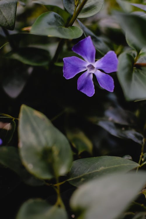 Fotos de stock gratuitas de de cerca, flor, flor lila