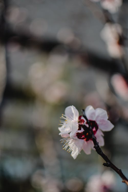 Blossoms in Close Up Photography