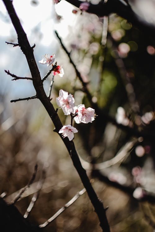 Close Up Photography of Cherry Blossoms