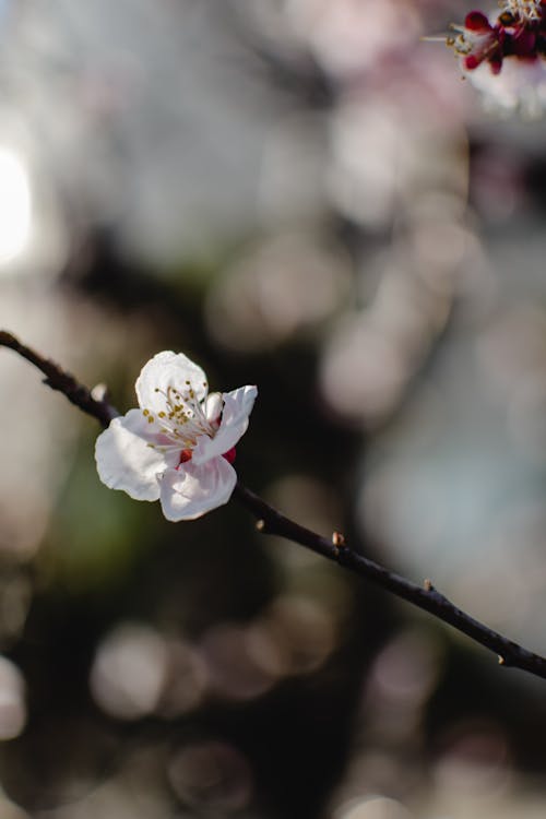 Darmowe zdjęcie z galerii z flora, fotografia kwiatowa, kwiat