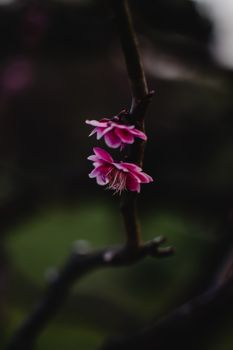 dark pink plum blossoms