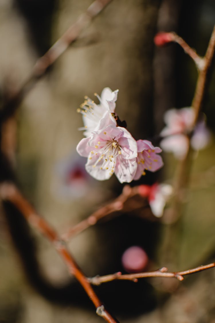 Flower Among Branches