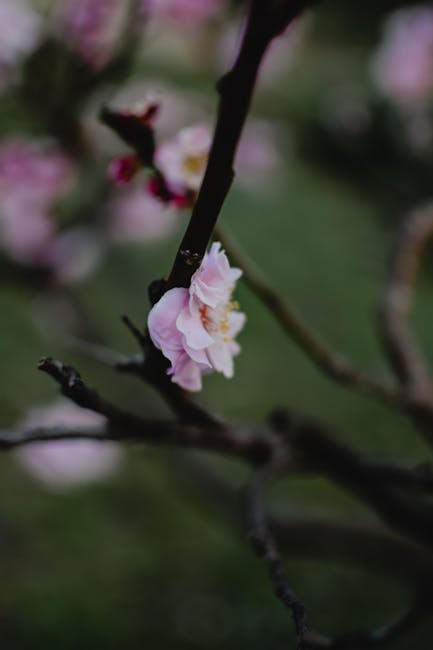 매화 개화 시기