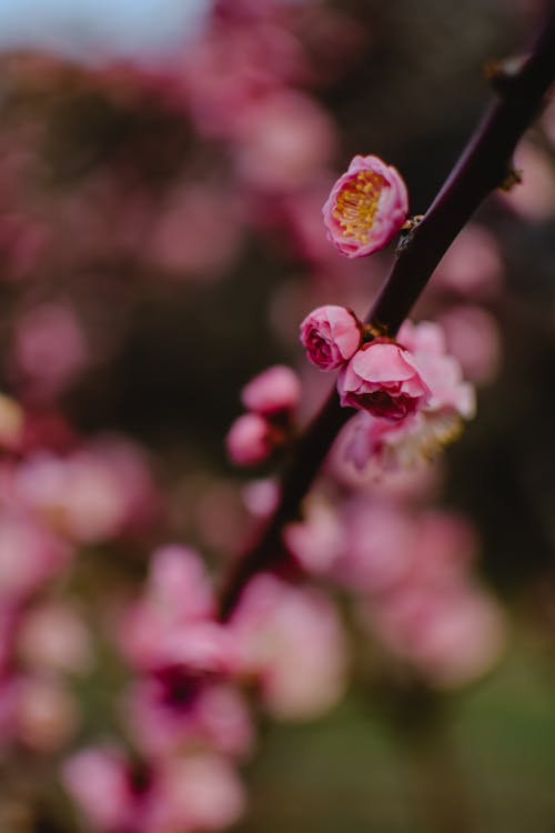 Close-up of a Plum Blossom 