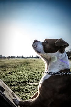 一只美国斯塔福德郡梗正在开阔的田野里享受阳光明媚的一天