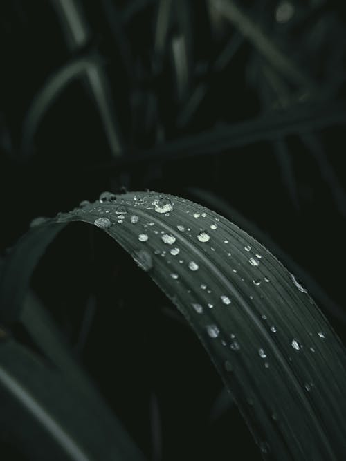 Water Droplets on Green Leaf