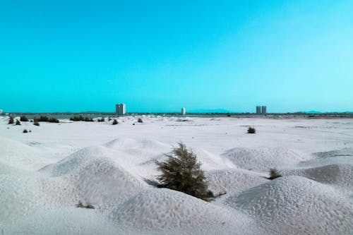 Grünblättrige Pflanze Auf Weißem Sand