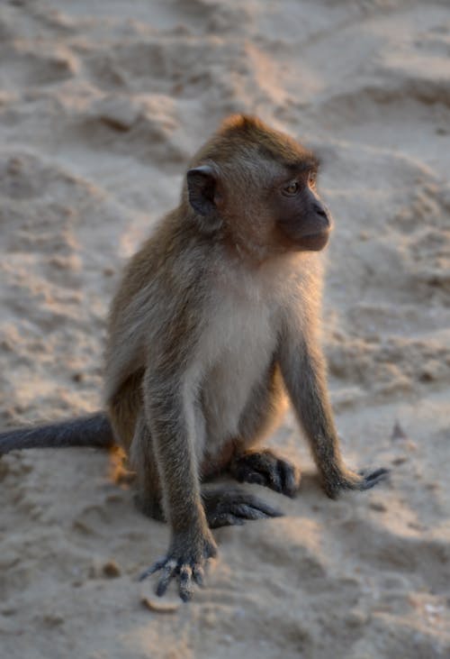 Close-Up Photo of a Macaque Monkey on Brown Sand