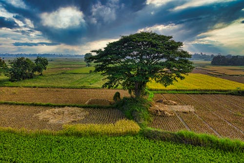 Agricultural cereal field with tall tree in farm