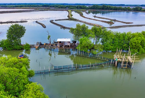 Rice fields with shabby house