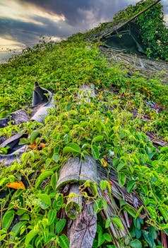 Lush green leaves on wooden weathered neglected shack with shabby roof located in rural terrain against cloudy sky in countryside