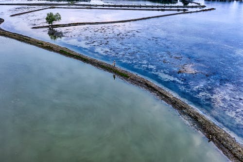 Wet rice fields in countryside