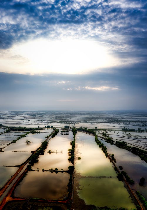 Wet agricultural rice fields with plants located in rural terrain against cloudy sky with horizon line in countryside in summer time