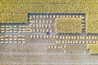 Rice field on agricultural terrain