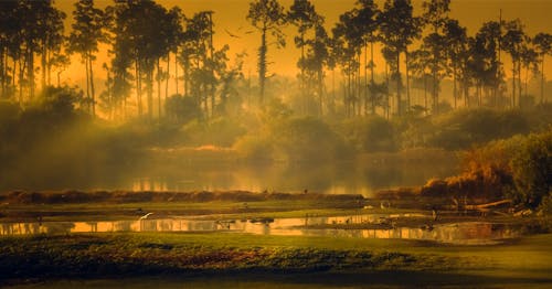 Foto stok gratis backlit, burung-burung, danau