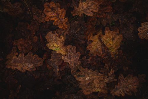 Free Close-up of fallen autumn oak leaves creating a textured natural carpet. Stock Photo