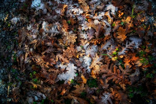 golden fallen leaves autumn