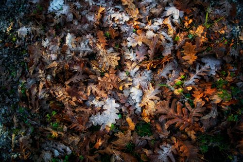 Free A close-up view of colorful oak leaves scattered on the forest ground during fall. Stock Photo
