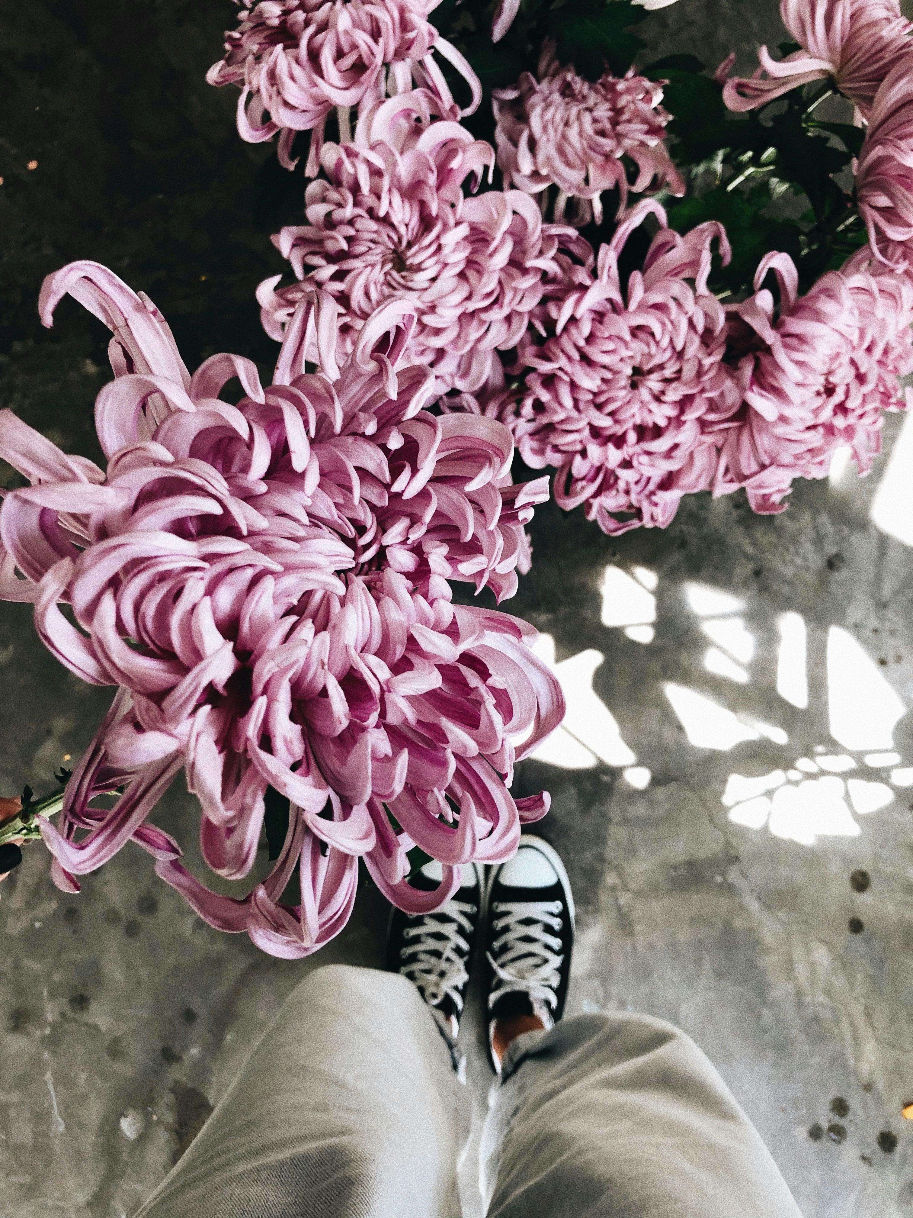Overhead view of violet chrysanthemums and sneakers. Perfect for floral and lifestyle themes.