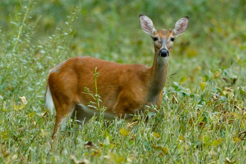 Free A serene image of a deer standing amidst a green meadow, capturing the beauty of wildlife. Stock Photo