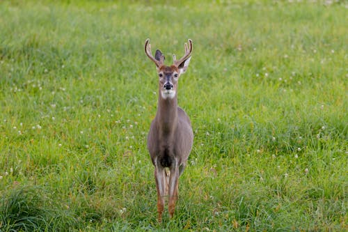 A Deer with Antler Standing on Grass Field