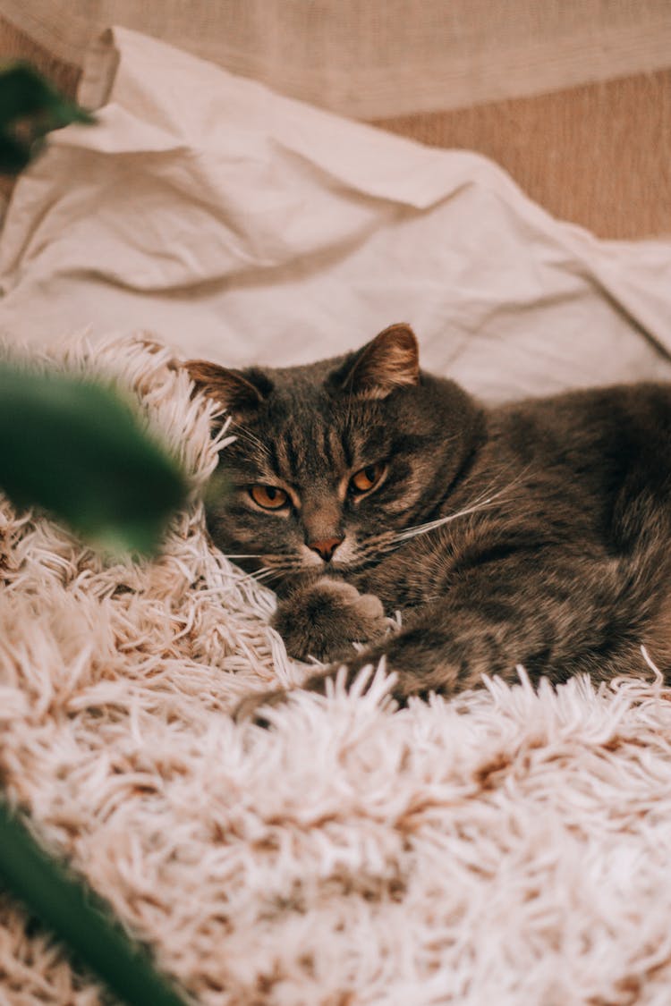 Cat Lying On Fluffy Pink Rug