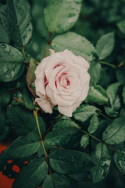 꽃 사진, 분홍 장미, 수직 쐈어의 무료 스톡 사진
