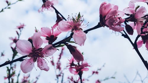 무료 분홍색과 흰색 꽃잎 꽃 스톡 사진