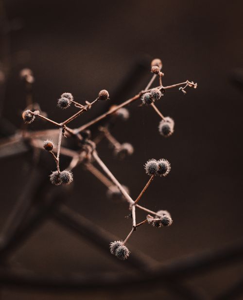Free Detailed macro shot of a dry branch with small berries, showcasing natural textures and selective focus. Stock Photo