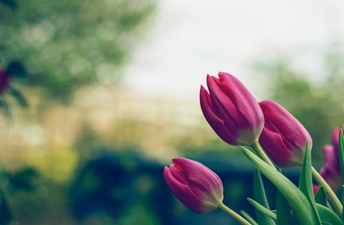 Free La Photo En Gros Plan Des Tulipes Roses Stock Photo