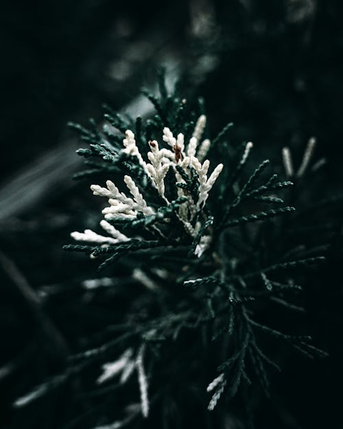 beyaz, bitki, bitki örtüsü içeren Ücretsiz stok fotoğraf