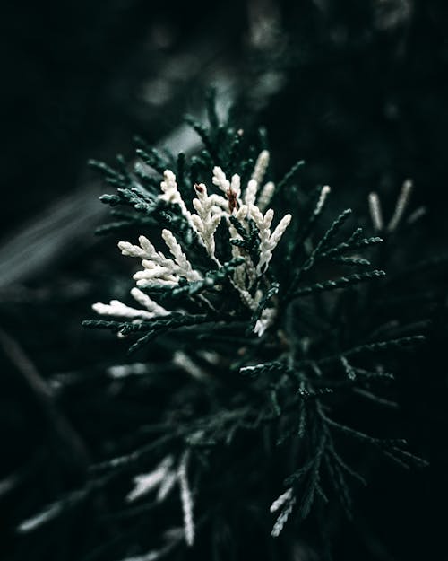 White and Green Leaves in Close Up Photography