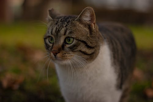Close-Up Shot of a Tabby Cat