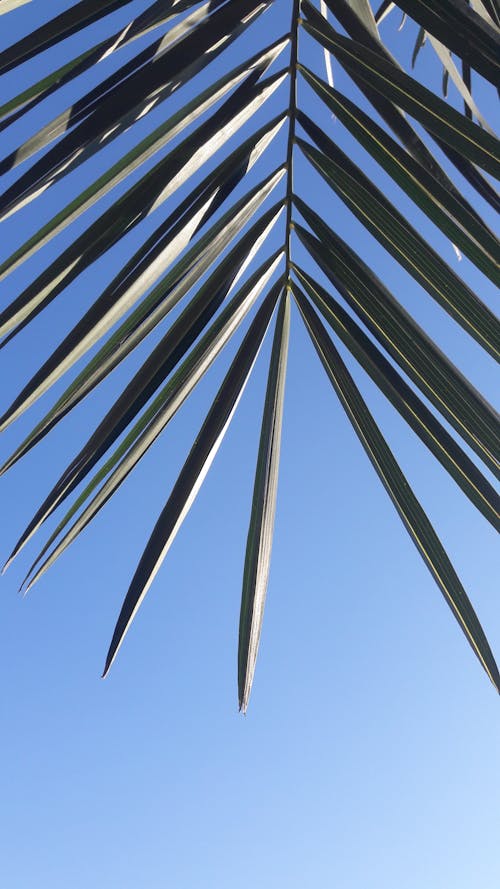 Free Close-Up Shot of Palm Leaves Stock Photo