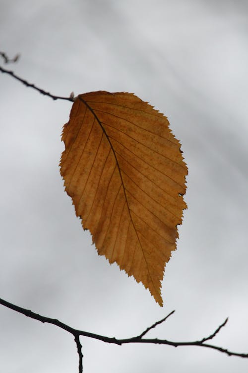 Close-Up Shot of a Dry Leaf