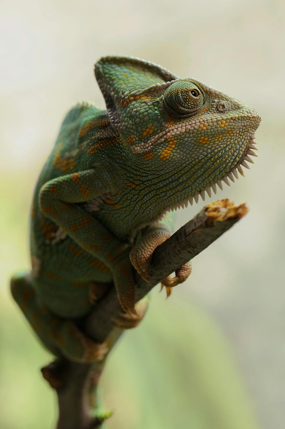 1,000+ Best Reptile Photos Â· 100% Free Download Â· Pexels Stock Photos
