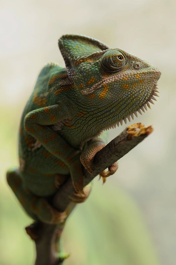 Yellow and Green Coated Lizard