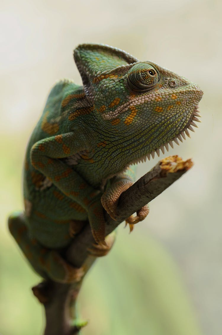 Yellow And Green Coated Lizard