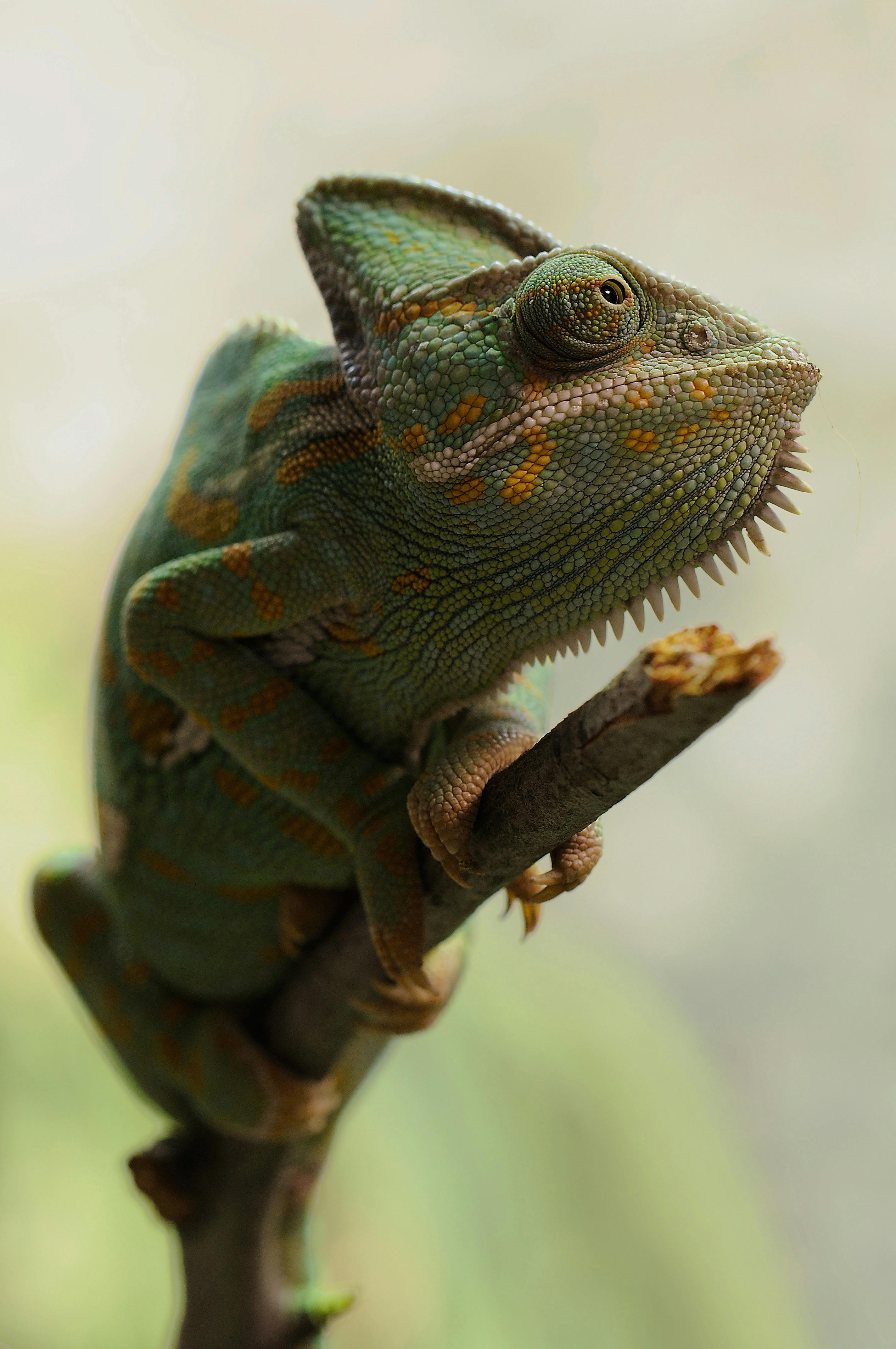 Chameleon Photos, Download The BEST Free Chameleon Stock Photos & HD Images