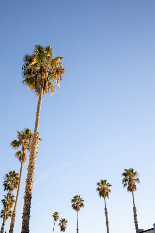 Free Low-angle view of palm trees reaching into a clear sky, symbolizing tropical serenity. Stock Photo