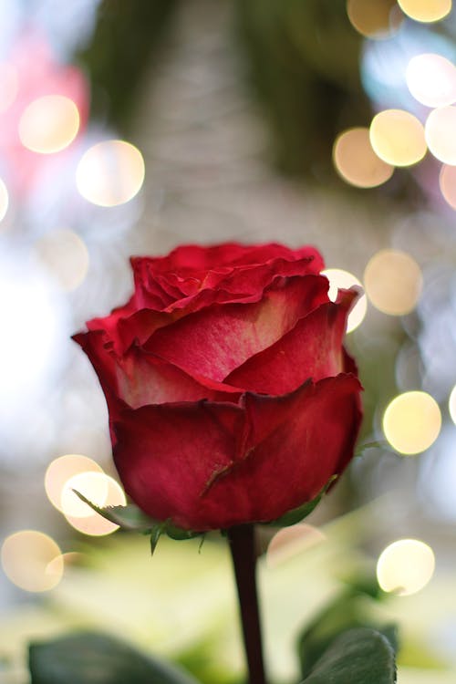 Close-Up Shot of a Red Rose in Bloom