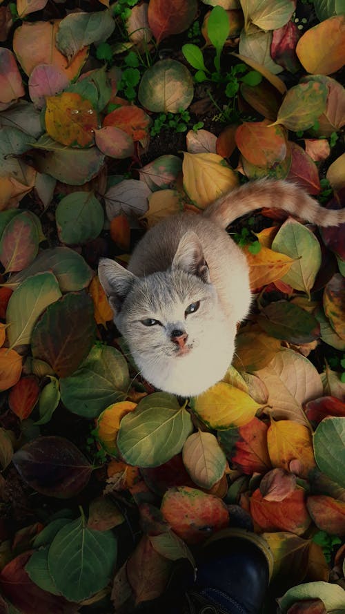 Close-Up Shot of a White Cat Sitting on Dry Leaves
