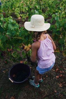 A young girl picking grapes in a sunlit vineyard, wearing a straw hat.