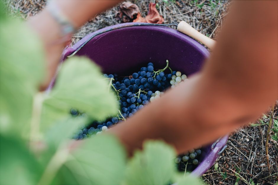 Close-up of hands harvesting grapes into a bucket in a vineyard, embodying autumn harvest.
