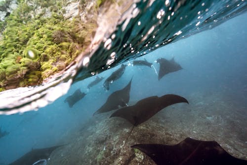 Giant fish with triangular pectoral fins swimming in blue sea water with ripples on surface in daylight