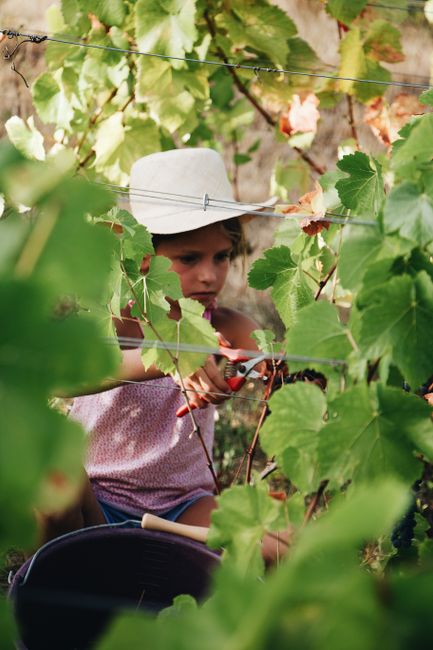 A young girl picking grapes in a vineyard, exemplifying rural life and nature.