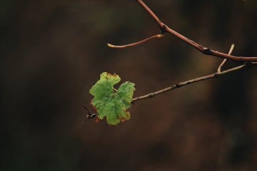 Close-Up Shot of a Leaf