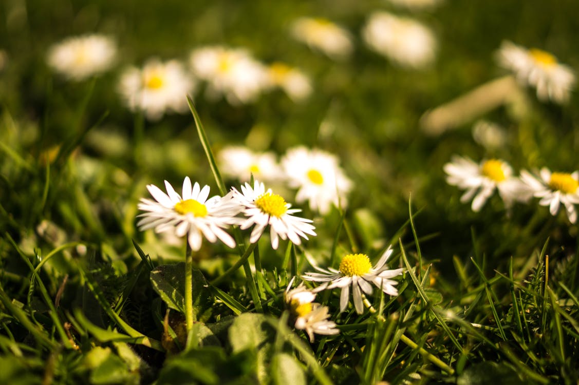 Selective Focus Photography of White Petaled Flowers